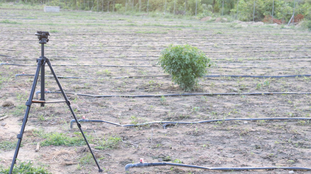 Irrigation par aspersion en fonctionnement sur une parcelle maraîchère