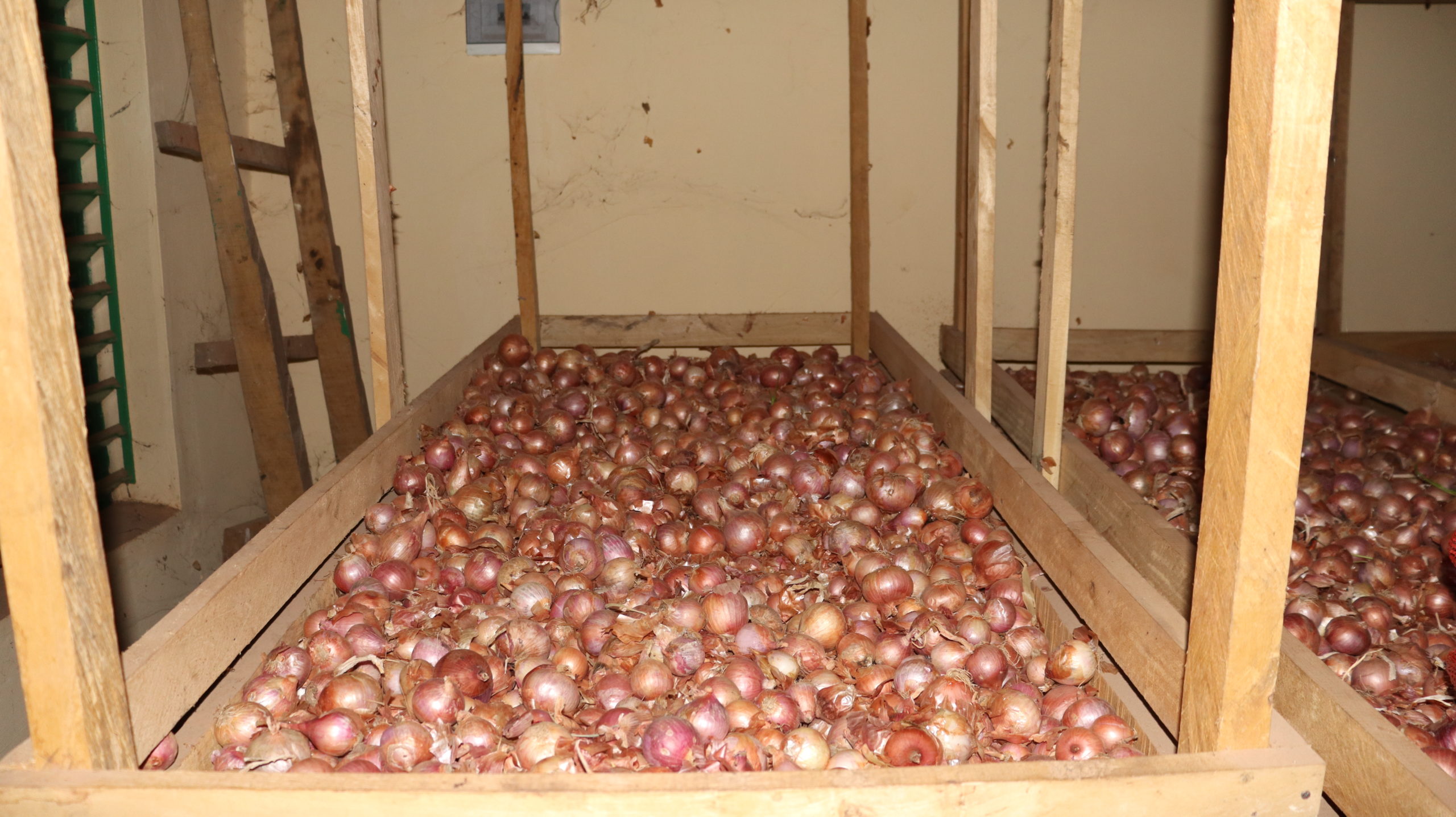 Production d'oignon stockée dans le magasin de la coopérative FLT