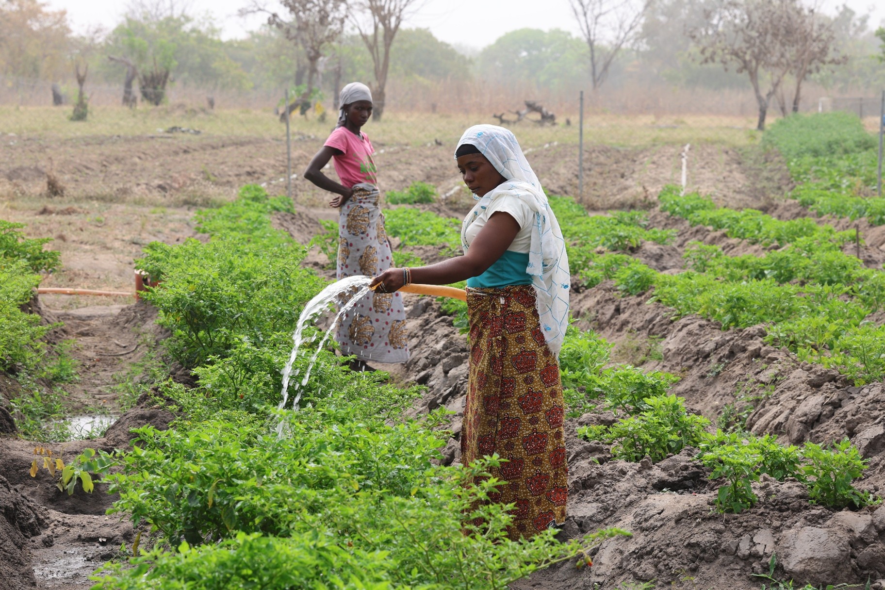 Une productrice irrigue au tuyau une planche de tomates sur un site maraîcher du nord du Bénin, dans le cadre du projet Drops4Crops.